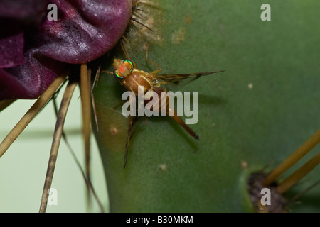 Une vue rapprochée d'une mouche à fruits mexicains sur l'Oponce de l'Est révèle que la tête est marquée d'un "X" rouge de l'USDA. Banque D'Images