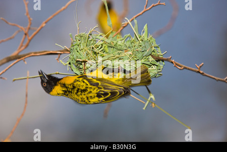 Textor vitellinus vitelline Masked Weaver Ploceus vitellinus Tanzanie Serengeti National Park Banque D'Images