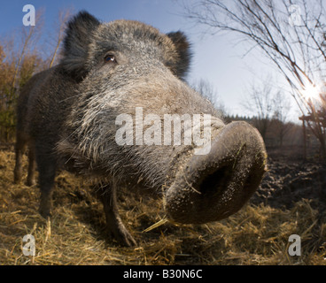 Le sanglier Sus scrofa Allemagne Bavière Banque D'Images