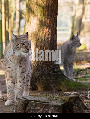 Felis lynx lynx Allemagne Bavière Banque D'Images