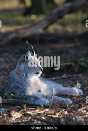 Felis lynx lynx Allemagne Bavière Banque D'Images