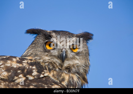 Eagle Owl Bubo bubo eurasien Allemagne Bavière Banque D'Images