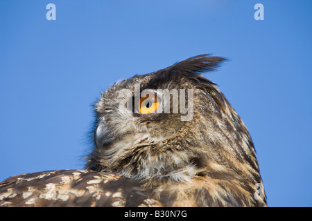 Eagle Owl Bubo bubo eurasien Allemagne Bavière Banque D'Images