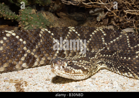 Snake Rattle Crotalus durissus Banque D'Images