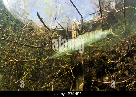 Le grand brochet Esox lucius Allemagne Bavière Munich Lac Echinger Weiher Banque D'Images