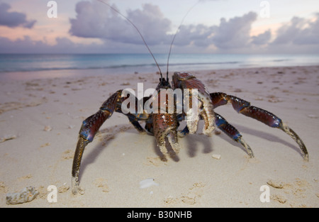 Crabe de cocotier au crabe voleur Birgus latro plage Bikini atoll de Bikini des Îles Marshall Micronésie Océan Pacifique Banque D'Images