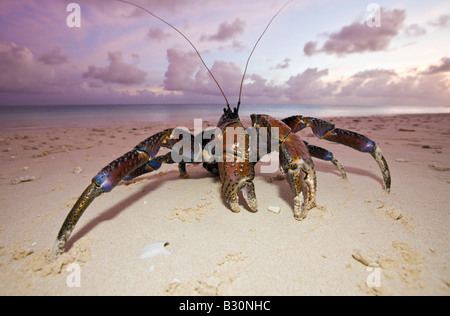 Crabe de cocotier au crabe voleur Birgus latro plage Bikini atoll de Bikini des Îles Marshall Micronésie Océan Pacifique Banque D'Images