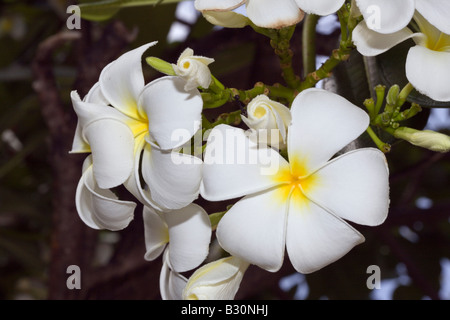 Fleurs de Plumeria Plumeria alba atoll de Bikini des Îles Marshall Micronésie Océan Pacifique Banque D'Images