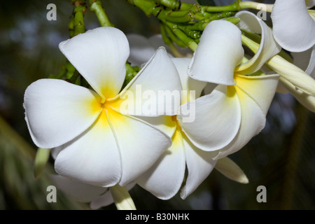 Fleurs de Plumeria Plumeria alba atoll de Bikini des Îles Marshall Micronésie Océan Pacifique Banque D'Images