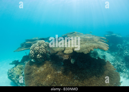 Coraux dans le lagon de Bikini atoll de Bikini des Îles Marshall Micronésie Océan Pacifique Banque D'Images