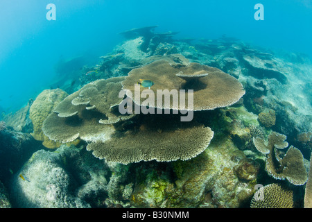 Tableau vierge coraux dans le lagon de Bikini atoll de Bikini des Îles Marshall Micronésie Océan Pacifique Banque D'Images