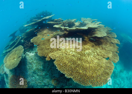 Tableau vierge coraux dans le lagon de Bikini atoll de Bikini des Îles Marshall Micronésie Océan Pacifique Banque D'Images