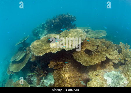 Tableau vierge coraux dans le lagon de Bikini atoll de Bikini des Îles Marshall Micronésie Océan Pacifique Banque D'Images