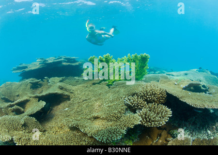 Skin Diver plus de coraux dans le lagon de Table Bikini atoll de Bikini des Îles Marshall Micronésie Océan Pacifique Banque D'Images