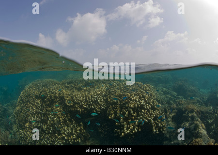 Coraux dans le lagon de Bikini atoll de Bikini des Îles Marshall Micronésie Océan Pacifique Banque D'Images