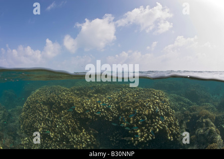 Coraux dans le lagon de Bikini atoll de Bikini des Îles Marshall Micronésie Océan Pacifique Banque D'Images