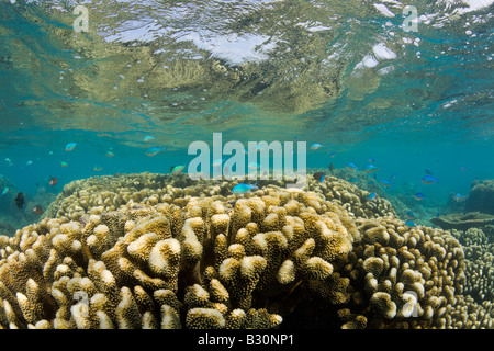 Coraux vierges dans le lagon de Bikini atoll de Bikini des Îles Marshall Micronésie Océan Pacifique Banque D'Images