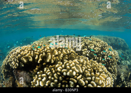 Coraux dans le lagon de Bikini atoll de Bikini des Îles Marshall Micronésie Océan Pacifique Banque D'Images