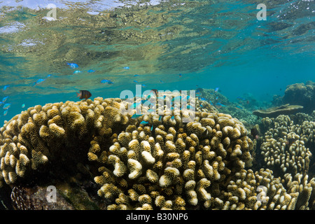 Coraux dans le lagon de Bikini atoll de Bikini des Îles Marshall Micronésie Océan Pacifique Banque D'Images