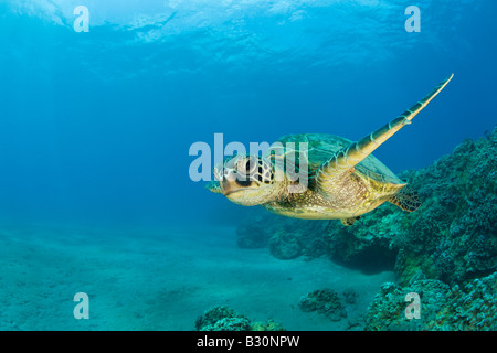 La Tortue verte Chelonia mydas atoll de Bikini des Îles Marshall Micronésie Océan Pacifique Banque D'Images