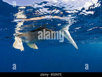 Jeune Fou brun Sula leucogaster atoll de Bikini des Îles Marshall Micronésie Océan Pacifique Banque D'Images