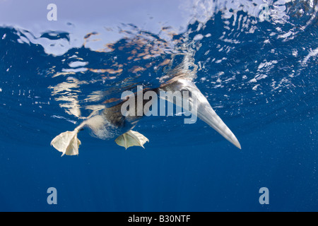 Jeune Fou brun Sula leucogaster atoll de Bikini des Îles Marshall Micronésie Océan Pacifique Banque D'Images