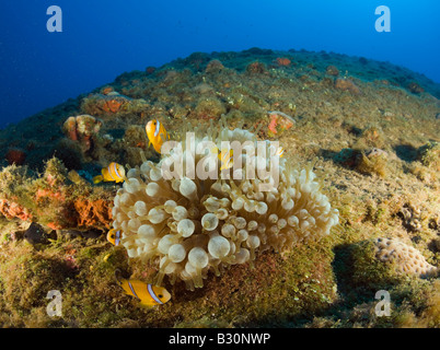 Anemonefishes endémique au bas de l'USS Alabama Battleship pose atoll de Bikini des Îles Marshall Micronésie Amphiprion tricinctus Banque D'Images