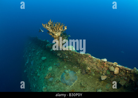 Coral Grand Feu au bas de l'épave HIJMS Cuirassé Nagato atoll de Bikini des Îles Marshall Micronésie Océan Pacifique Banque D'Images