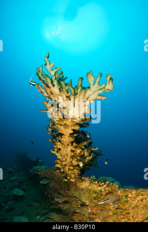 Coral Grand Feu au bas de l'épave HIJMS Cuirassé Nagato atoll de Bikini des Îles Marshall Micronésie Océan Pacifique Banque D'Images