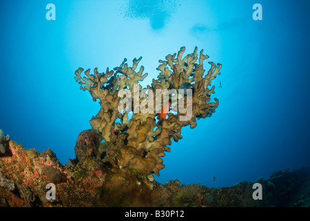 Coral Grand Feu au bas de l'épave HIJMS Cuirassé Nagato atoll de Bikini des Îles Marshall Micronésie Océan Pacifique Banque D'Images