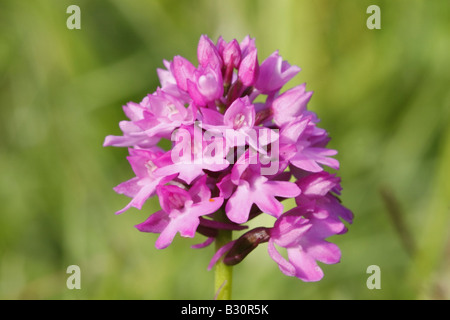 Anacamptis pyramidalis, orchidée pyramidale, seul capitule. Banque D'Images