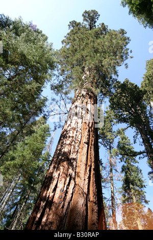 Sequoiadendron giganteum, sequoia géant, giant redwood Banque D'Images