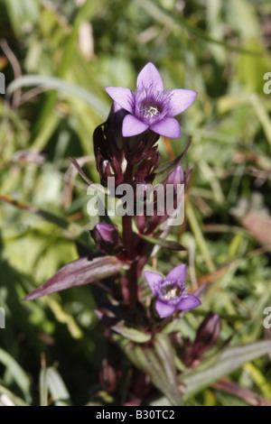 Gentianella amarella gentiane, automne Banque D'Images