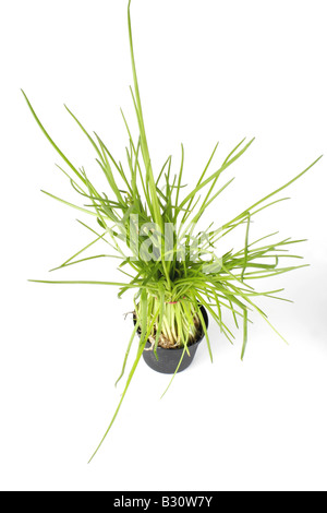 Allium schoenoprasum, ciboulette, poireau de sable Banque D'Images