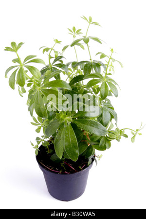 Le Galium odoratum, sweet woodruff Banque D'Images