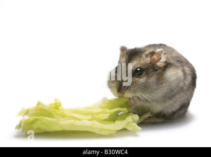 Phodopus sungorus, rayé à pattes velues, hamster hamster Dzungarian Banque D'Images