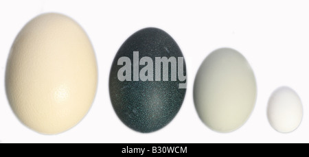 Comparaison de la taille des oeufs d'autruches (le plus gros oeuf du monde), l'UEM, cygne muet et aux oiseaux Banque D'Images