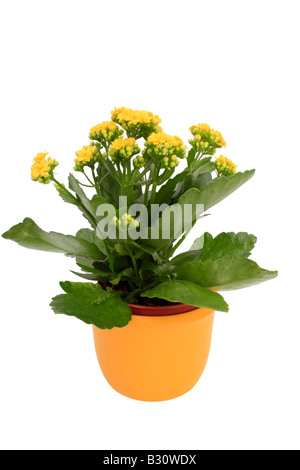 Kalanchoe blossfeldiana, brillante étoile, flaming katy, Madagascar widow's thrill Banque D'Images