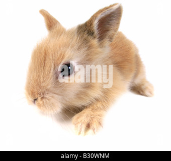 Oryctolagus cuniculus f. domestica, lapin domestique Banque D'Images