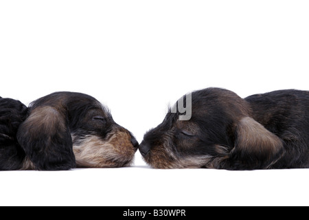 Canis lupus f. familiaris, saucisse chien, chien domestique Banque D'Images