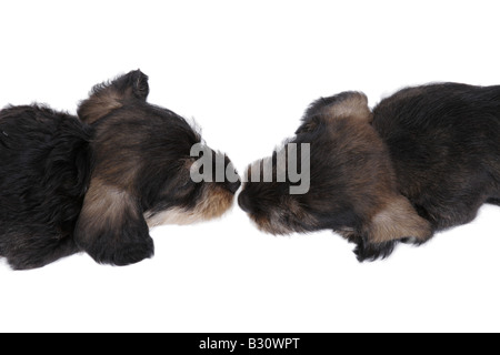 Canis lupus f. familiaris, saucisse chien, chien domestique Banque D'Images