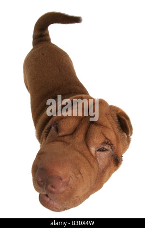 Shar Pei, Sharpei, Canis lupus f. familiaris, Shar Pei Shar-Pei Chinois, Banque D'Images
