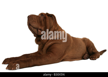 Shar Pei, Sharpei, Canis lupus f. familiaris, Shar Pei Shar-Pei Chinois, Banque D'Images