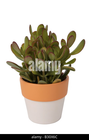 Crassula ovata Crassula argentea, Crassula obliqua,,, portulacea succulent de Crassula de jade plant, jade tree, dollar plant Banque D'Images