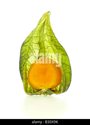 Physalis peruviana, groseille, cerise-sol péruvien Banque D'Images