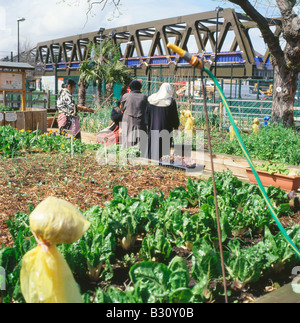 Les femmes musulmanes dans une petite communauté de jardinage jardin près de Brick Lane East End London UK KATHY DEWITT Banque D'Images