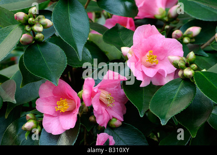 Camellia japonica cuspidata Cornish Printemps Banque D'Images