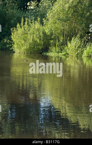 Adel Dam Nature Reserve Yorkshire Wildlife Trust Leeds West Yorkshire Août Banque D'Images