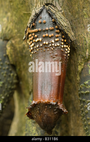 Palm marche Socratea exorrhiza close up de la nouvelle racine échasses Igapo Amazon forêt Équateur Amérique du Sud Banque D'Images