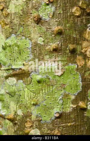 Palm marche Socratea exorrhiza Igapo écorce forêt amazonienne Equateur Amérique du Sud Banque D'Images